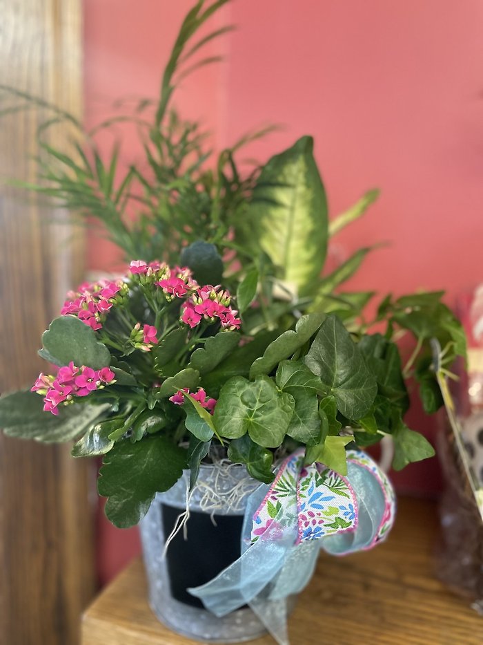Green and Blooming Plants for Mom