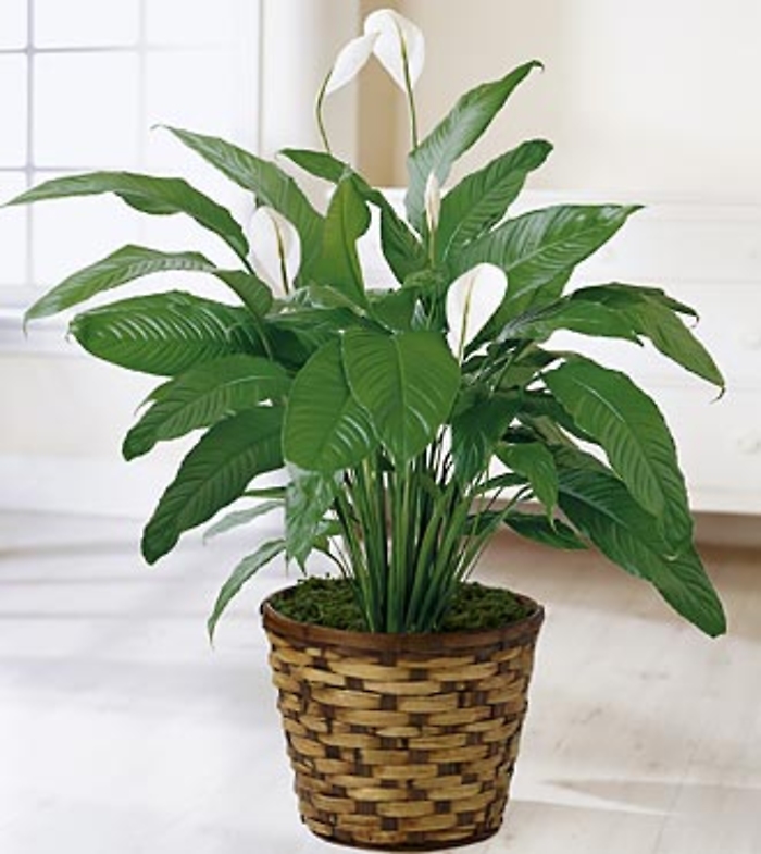 The Spathiphyllum Plant