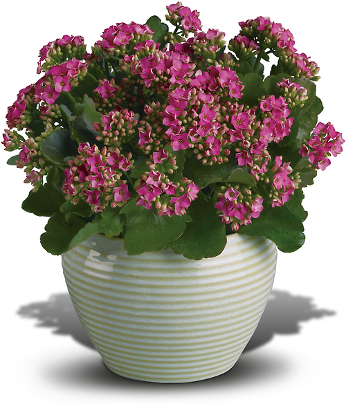 Bountiful Kalanchoe